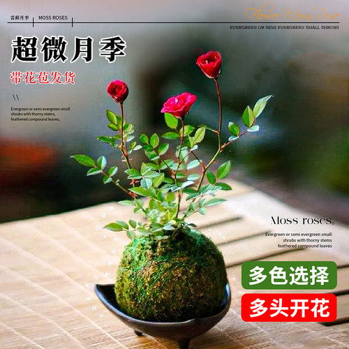 绿植姬月季办公桌好养花卉包邮