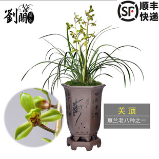 刘阁兰花苗 传统老种 关顶 程梅 元字等蕙兰老八种大集合珍贵铭品