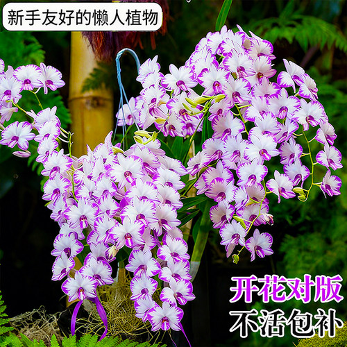 泼墨秋石斛兰盆栽现带花苞