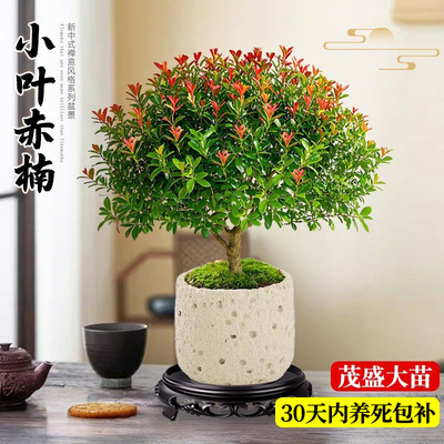 小叶赤楠老桩盆栽桌面盆景