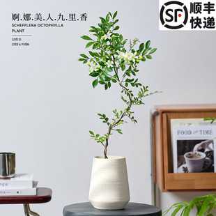 造型九里香盆栽四季好养办公室内绿植摆件浓香花卉桌面植物盆景q