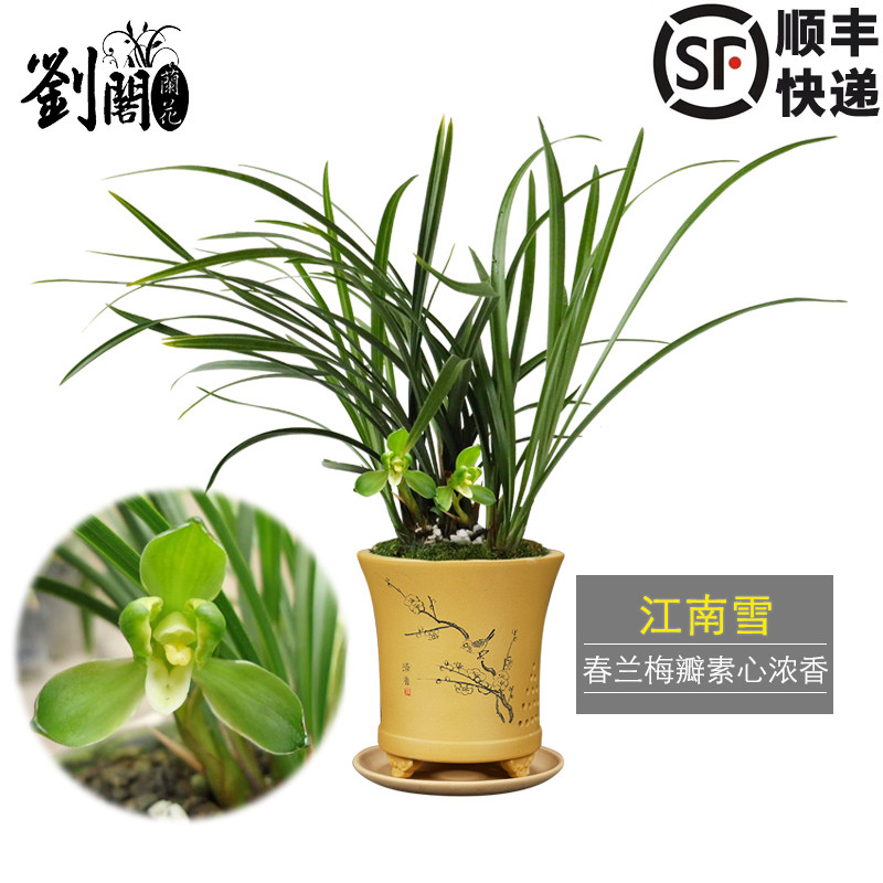 春兰素心梅瓣江南雪好养花卉