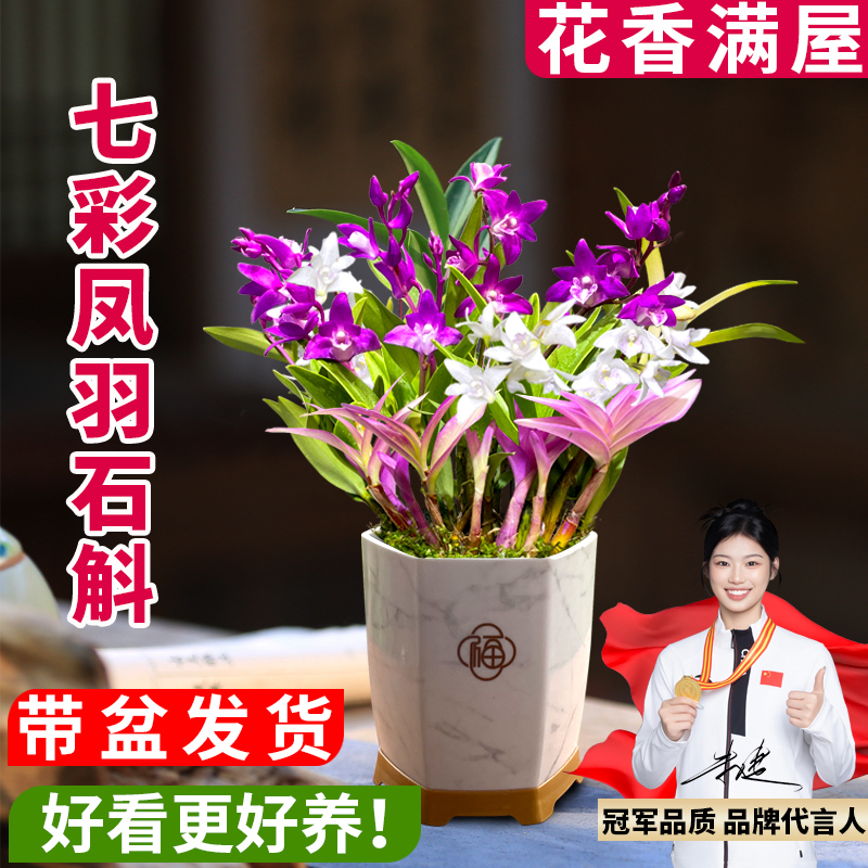 桌面有香味盆栽带花带盆