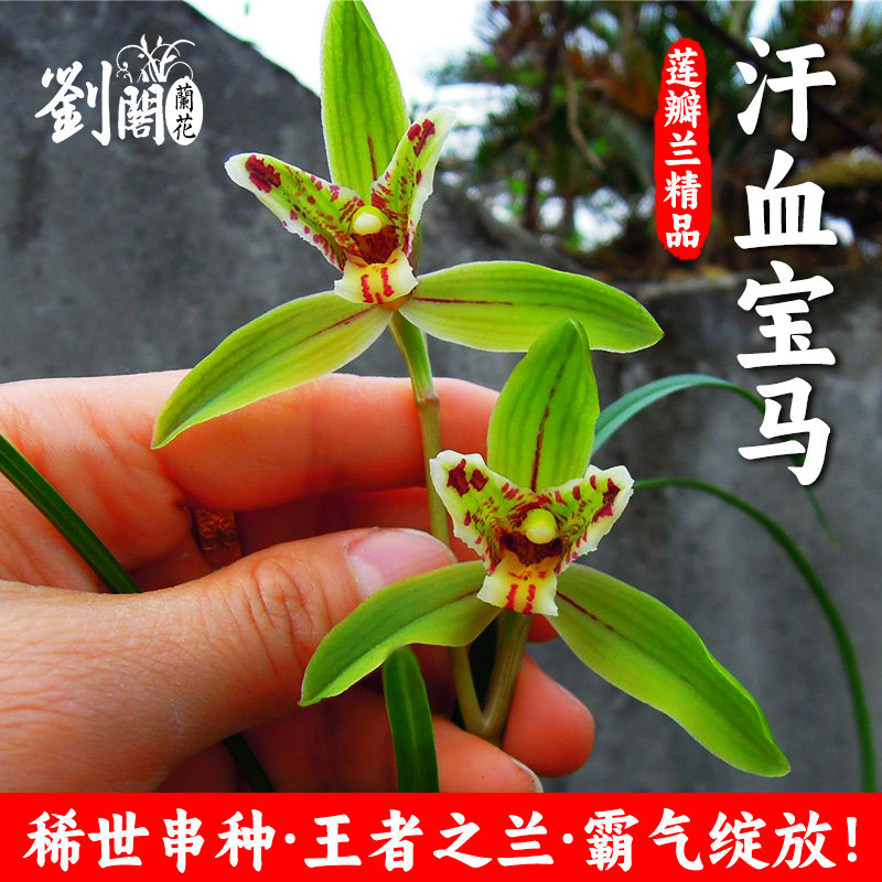 正品莲瓣兰汗血宝马兰花苗 阳台浓香花卉盆栽室内外 新手好养绿植
