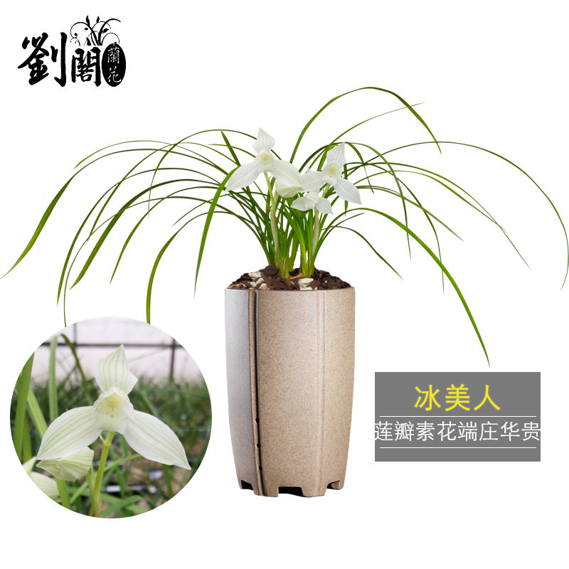 刘阁兰花苗 莲瓣兰冰美人 高档素花花卉冬带花苞出售室内外好养兰