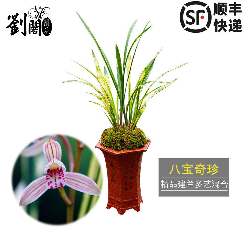 刘阁兰花 金边线艺建兰四季兰 八宝奇珍 夏带花苞出售兰花苗 包邮