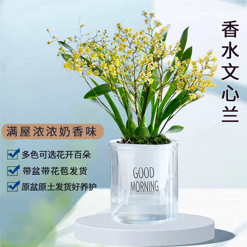 刘阁兰花苗 香水文心兰鹅黄色 浓香冬带多花苞带盆室内外花卉盆栽