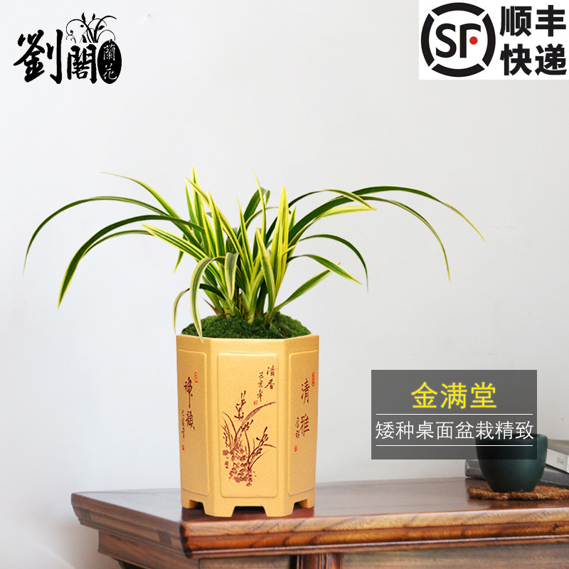 刘阁兰花苗 建兰迷你盆景金满堂 叶带金边艺好养精致桌面盆栽花卉