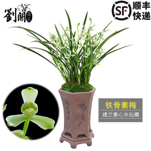 建兰梅型素心水仙瓣铁骨素梅