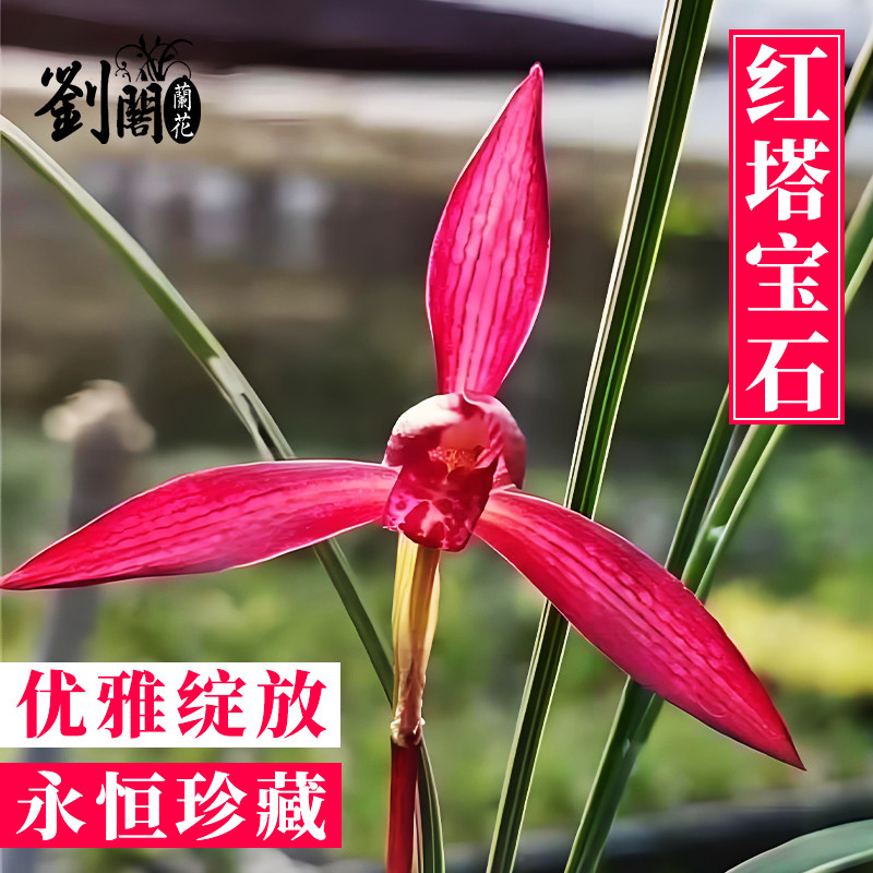 名贵兰花苗春兰红塔宝石