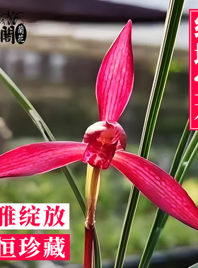 名贵兰花苗春兰红塔宝石