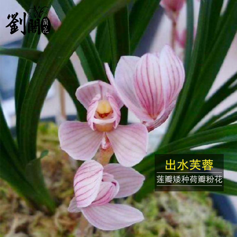 刘阁兰花苗 莲瓣兰荷瓣粉花 出水芙蓉 冬带花苞出售高档精品花卉