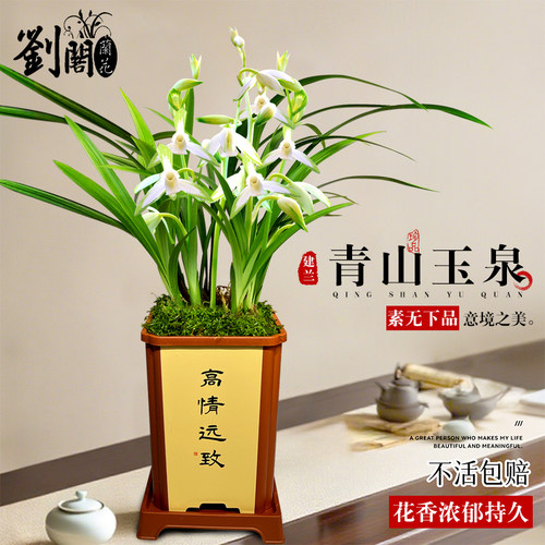 刘阁兰花苗名贵品种大全青山玉泉