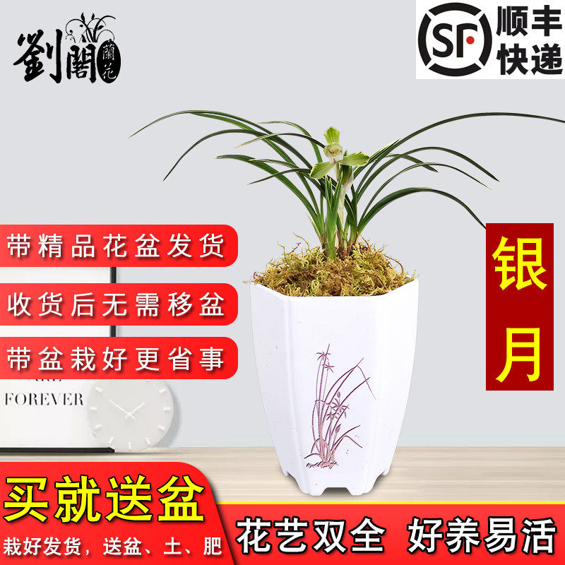 带盆种好兰花苗春兰线艺兰 银月 冬带花苞出售室内好养花卉盆栽