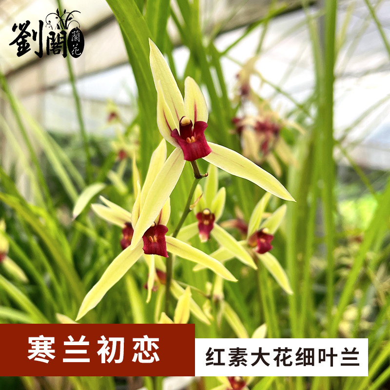 刘阁兰花苗 寒兰红素初恋 冬带花苞出售高档花卉名品客厅兰花盆栽