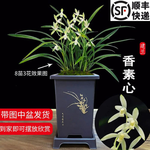 香香素心刘阁兰花现带花剑