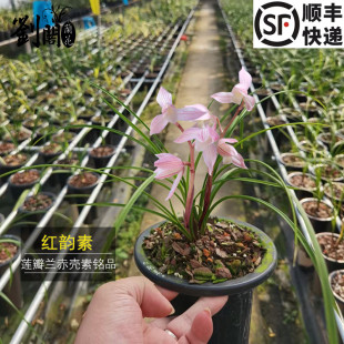 刘阁兰花苗 莲瓣兰高档铭品红韵素 冬带花苞出售荷瓣花卉室内盆栽