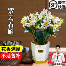 紫云石斛兰室内盆栽冬带花出售淡香兰花植物桌面花卉办公室绿植
