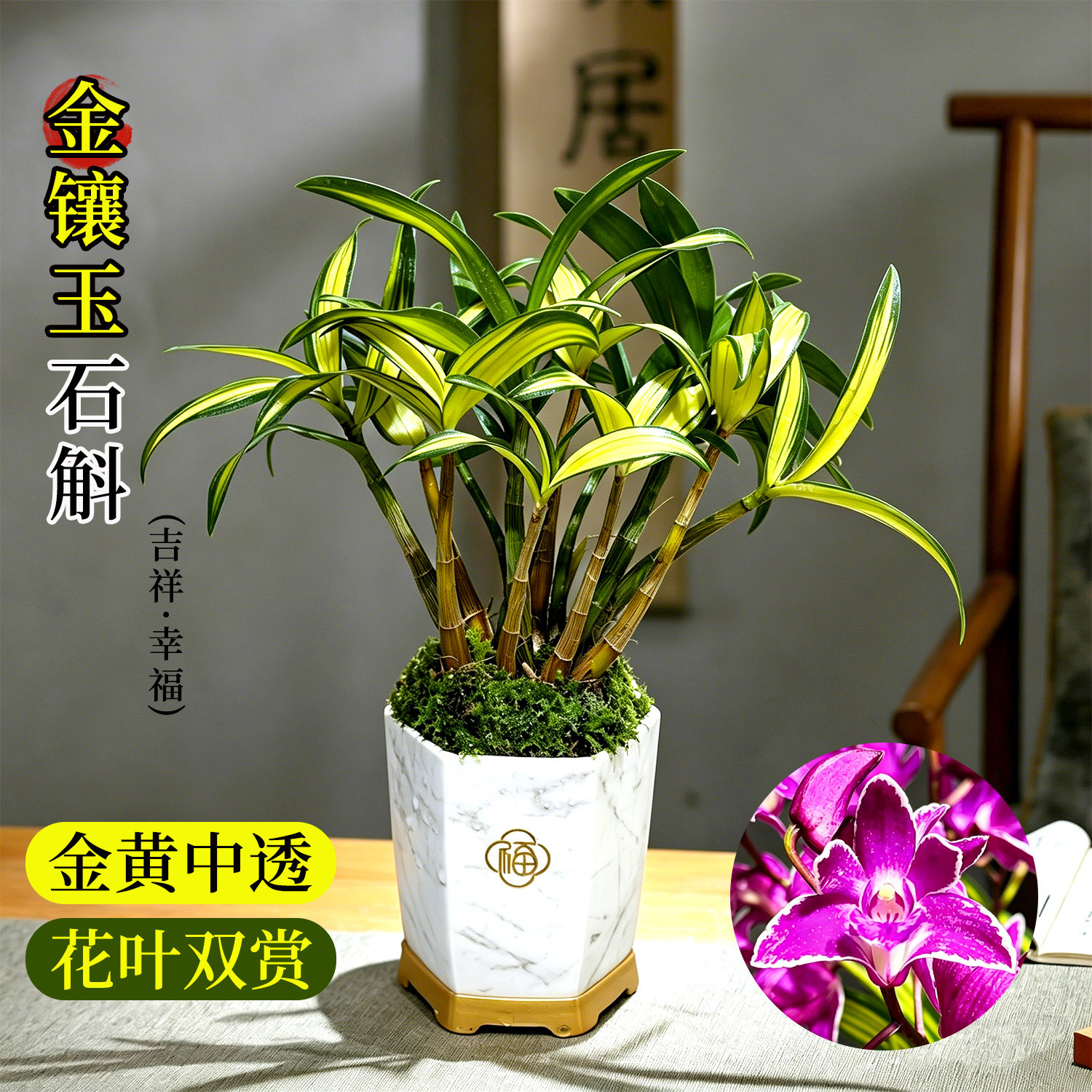 浓香兰花苗金镶玉中透艺石斛兰冬带花苞好养室内绿植盆栽桌面花卉