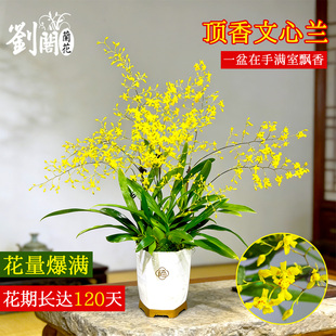 香水文心兰现带花苞梦香兰花苗浓香年宵花卉盆栽室内好养水培植物