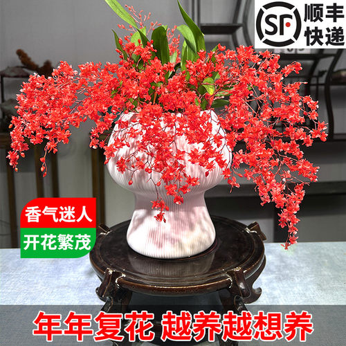 刘阁兰花苗香水文心兰红色