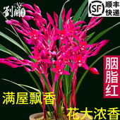 兰花苗墨兰红花精品 胭脂红 现带花苞室内好养花卉盆栽浓香型