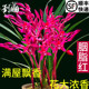 兰花苗墨兰红花精品 胭脂红 现带花苞室内好养花卉盆栽浓香型
