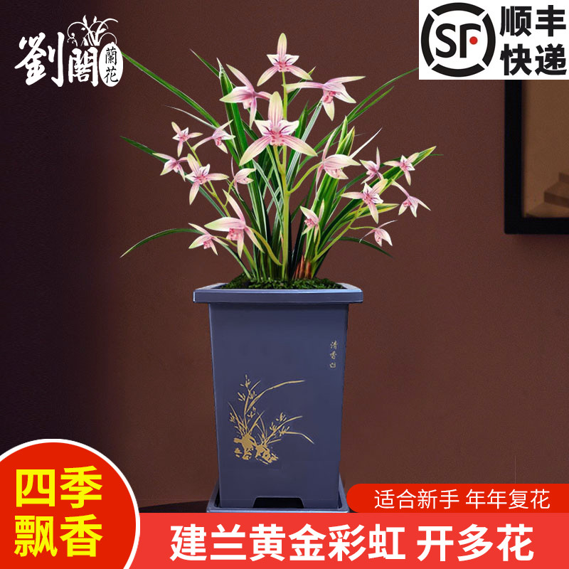 建兰四季兰花苗黄金彩虹