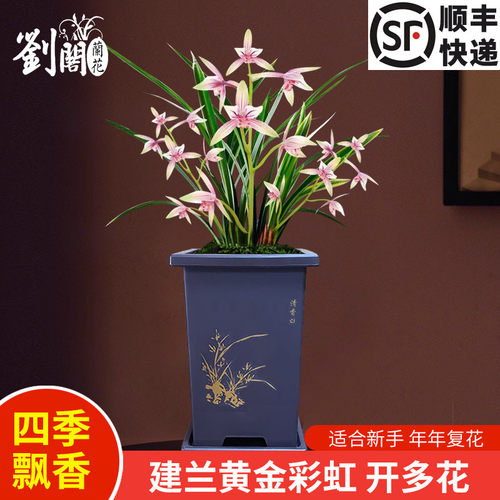 建兰四季兰花苗黄金彩虹
