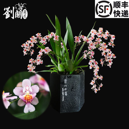 梦香兰香水文心兰冬带浓香花苞