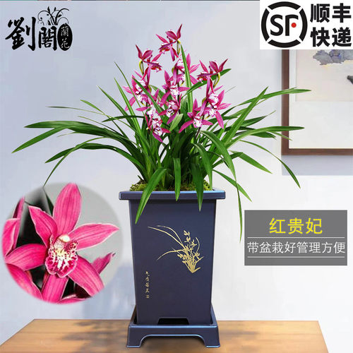 兰花苗建兰红贵妃夏季花期