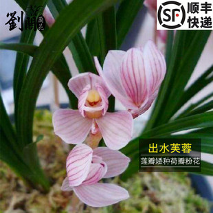 冬带花苞出售高档精品花卉 出水芙蓉 刘阁兰花苗 莲瓣兰荷瓣粉花