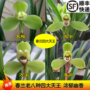 刘阁兰花苗春兰四大天王集合聚惠热卖现带花苞室内盆栽花卉