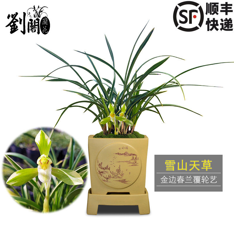 刘阁兰花 细叶金边春兰 雪山天草 冬带浓香花苞出售好养兰花苗