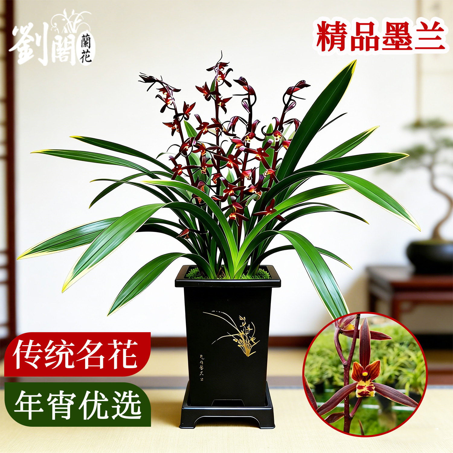 兰花苗盆栽墨兰金华山冬带花苞年宵花室内浓香花卉四季好养绿植