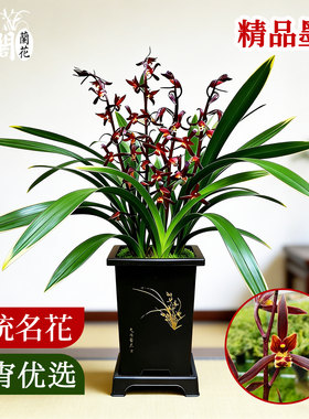 金华山墨兰盆栽带苞浓香好养