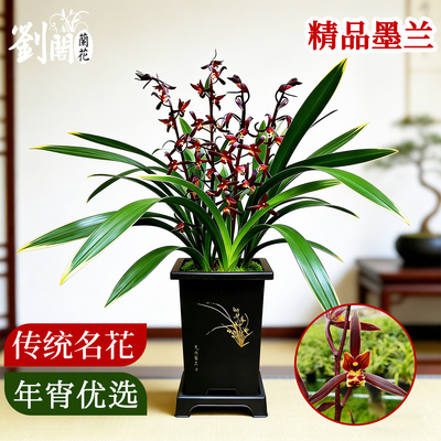 金华山墨兰盆栽带苞浓香好养