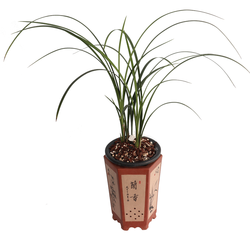 兰花浓香好养奥笛牡丹春剑