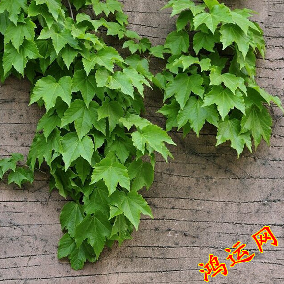 爬藤种子爬山虎种子爬墙虎花卉景观绿化攀援观叶植物种子草花种子