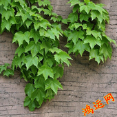 爬藤种子爬山虎种子爬墙虎花卉景观绿化攀援观叶植物种子草花种子
