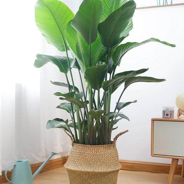 天堂鸟盆栽室内客厅植物大美观净化空气鹤望兰绿植四季常青易成活