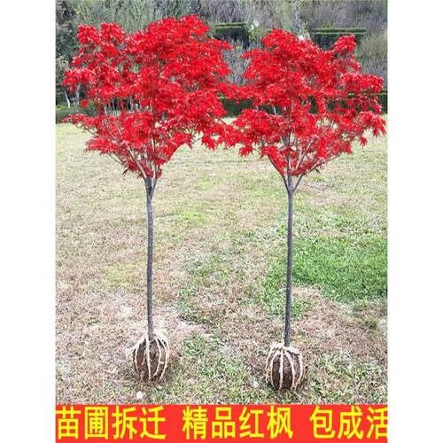 红枫树苗四季红日本红枫红舞姬盆景盆栽三季红枫大树庭院绿化植物