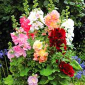 重瓣蜀葵花种子四季 多年生易活花籽耐旱花卉春夏秋天庭院庭院种植