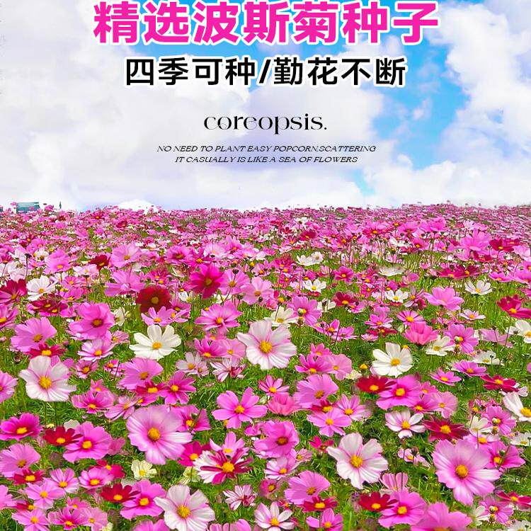 波斯菊花籽格桑花花种籽子四季播种开花室外庭院太阳野花种孑组合