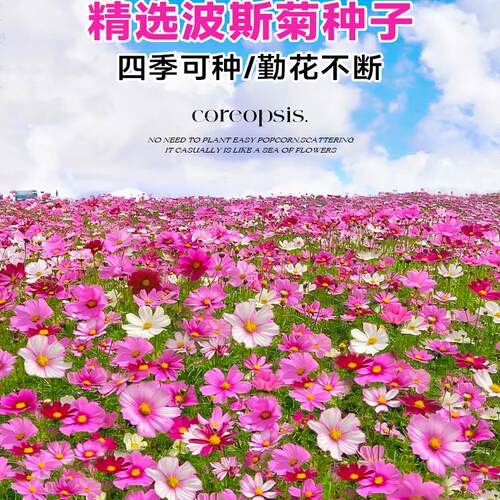 波斯菊花籽格桑花花种籽子四季播种开花室外庭院太阳野花种孑组合