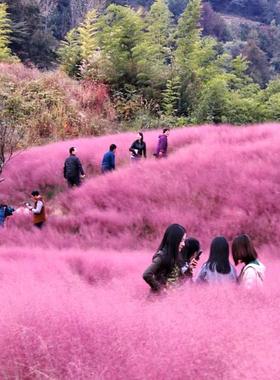 粉黛乱子草种子多年生易活耐寒庭院毛芒乱花海绿化阳台盆栽花草籽