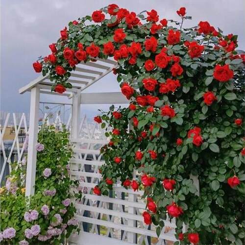 藤本月季蔷薇花苗盆栽老桩母本大苗浓香型四季开花庭院