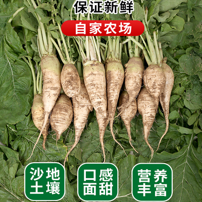 河北新鲜蔓菁沙地自种甜面疙瘩蔬菜芜菁大头菜蛮菁小米粥包邮洋姜