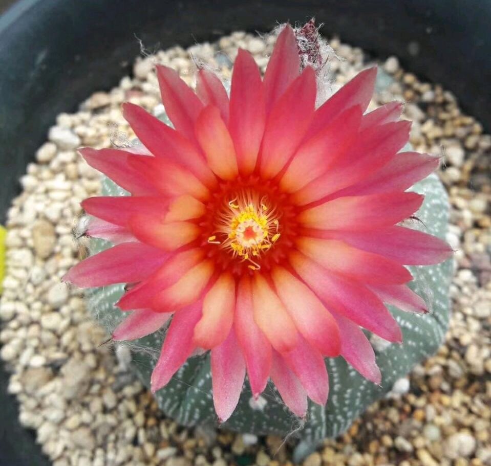 红花兜赤花兜种子母本红花父本特浓赤花 特价10粒送10粒