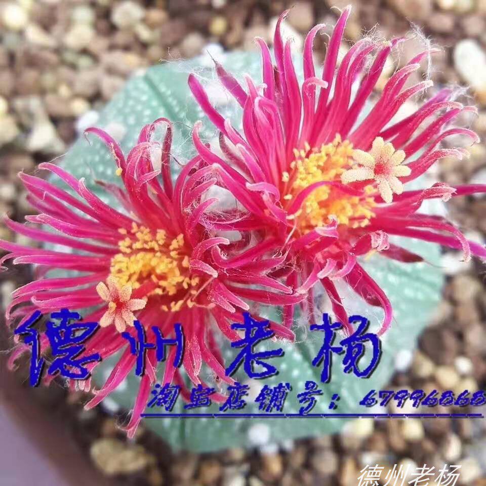【德州老杨】赤花昭和兜 实生苗 开花株 钢丝花瓣 仙人球 买5送1